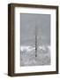 USA, New York State. Lone winter tree.-Chris Murray-Framed Photographic Print