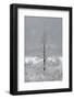 USA, New York State. Lone winter tree.-Chris Murray-Framed Photographic Print