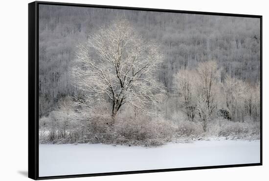 USA, New York State. Morning sunlight on snow covered trees-Chris Murray-Framed Stretched Canvas