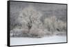 USA, New York State. Morning sunlight on snow covered trees-Chris Murray-Framed Stretched Canvas