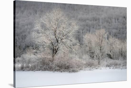 USA, New York State. Morning sunlight on snow covered trees-Chris Murray-Stretched Canvas