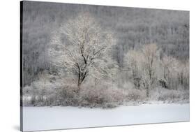 USA, New York State. Morning sunlight on snow covered trees-Chris Murray-Stretched Canvas