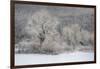 USA, New York State. Morning sunlight on snow covered trees-Chris Murray-Framed Photographic Print