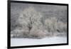 USA, New York State. Morning sunlight on snow covered trees-Chris Murray-Framed Photographic Print