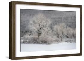 USA, New York State. Morning sunlight on snow covered trees-Chris Murray-Framed Photographic Print