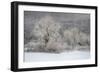 USA, New York State. Morning sunlight on snow covered trees-Chris Murray-Framed Photographic Print