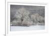 USA, New York State. Morning sunlight on snow covered trees-Chris Murray-Framed Photographic Print
