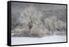 USA, New York State. Morning sunlight on snow covered trees-Chris Murray-Framed Stretched Canvas