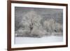 USA, New York State. Morning sunlight on snow covered trees-Chris Murray-Framed Premium Photographic Print