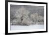 USA, New York State. Morning sunlight on snow covered trees-Chris Murray-Framed Premium Photographic Print