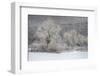 USA, New York State. Morning sunlight on snow covered trees-Chris Murray-Framed Photographic Print