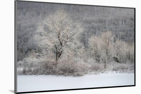 USA, New York State. Morning sunlight on snow covered trees-Chris Murray-Mounted Photographic Print