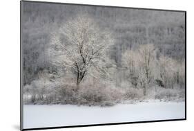 USA, New York State. Morning sunlight on snow covered trees-Chris Murray-Mounted Photographic Print