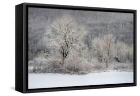 USA, New York State. Morning sunlight on snow covered trees-Chris Murray-Framed Stretched Canvas