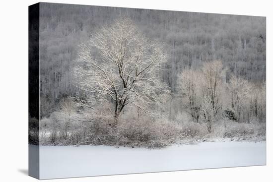USA, New York State. Morning sunlight on snow covered trees-Chris Murray-Stretched Canvas