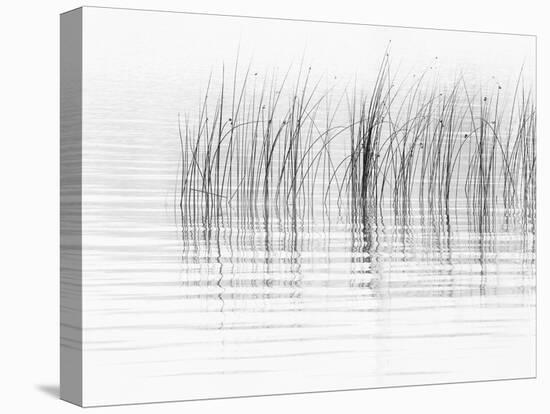 USA, New York State. River reeds, St. Lawrence River, Thousand Islands.-Chris Murray-Stretched Canvas