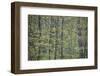 USA, New York State. Spring forest, Wellesley Island State Park.-Chris Murray-Framed Photographic Print