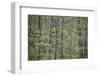 USA, New York State. Spring forest, Wellesley Island State Park.-Chris Murray-Framed Photographic Print