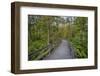 USA, New York State. The boardwalk that winds through the wetlands of Labrador Pond-Chris Murray-Framed Photographic Print