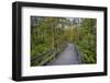 USA, New York State. The boardwalk that winds through the wetlands of Labrador Pond-Chris Murray-Framed Photographic Print
