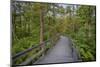 USA, New York State. The boardwalk that winds through the wetlands of Labrador Pond-Chris Murray-Mounted Photographic Print