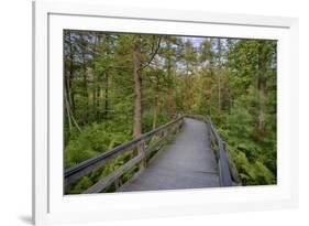USA, New York State. The boardwalk that winds through the wetlands of Labrador Pond-Chris Murray-Framed Premium Photographic Print