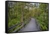 USA, New York State. The boardwalk that winds through the wetlands of Labrador Pond-Chris Murray-Framed Stretched Canvas