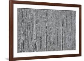 USA, New York State. Winter trees during a snowfall.-Chris Murray-Framed Photographic Print