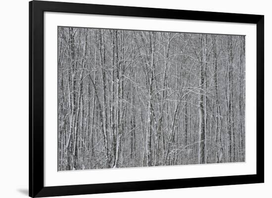 USA, New York State. Winter trees during a snowfall.-Chris Murray-Framed Photographic Print