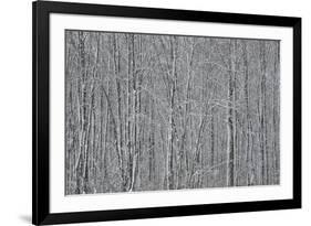 USA, New York State. Winter trees during a snowfall.-Chris Murray-Framed Photographic Print