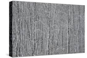 USA, New York State. Winter trees during a snowfall.-Chris Murray-Stretched Canvas