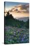 USA, North Carolina. Catawba Rhododendrons in Mountains-Jaynes Gallery-Stretched Canvas