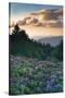 USA, North Carolina. Catawba Rhododendrons in Mountains-Jaynes Gallery-Stretched Canvas