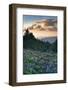USA, North Carolina. Catawba Rhododendrons in Mountains-Jaynes Gallery-Framed Photographic Print