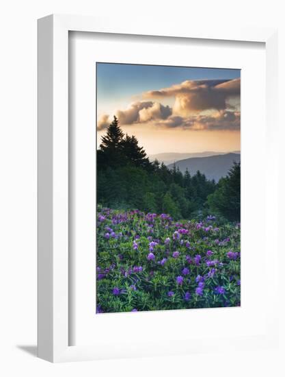 USA, North Carolina. Catawba Rhododendrons in Mountains-Jaynes Gallery-Framed Photographic Print