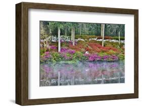 USA, North Carolina, Charleston., Azaleas reflecting in lake-Hollice Looney-Framed Photographic Print
