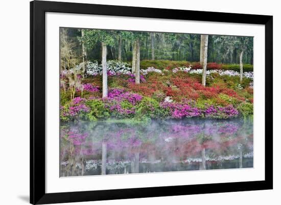 USA, North Carolina, Charleston., Azaleas reflecting in lake-Hollice Looney-Framed Premium Photographic Print