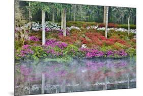 USA, North Carolina, Charleston., Azaleas reflecting in lake-Hollice Looney-Mounted Premium Photographic Print