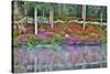 USA, North Carolina, Charleston., Azaleas reflecting in lake-Hollice Looney-Stretched Canvas