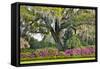 USA, North Carolina, Charleston., moss-covered tree and Azaleas-Hollice Looney-Framed Stretched Canvas