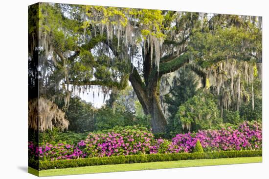 USA, North Carolina, Charleston., moss-covered tree and Azaleas-Hollice Looney-Stretched Canvas