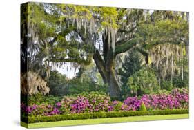USA, North Carolina, Charleston., moss-covered tree and Azaleas-Hollice Looney-Stretched Canvas