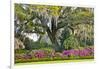 USA, North Carolina, Charleston., moss-covered tree and Azaleas-Hollice Looney-Framed Photographic Print