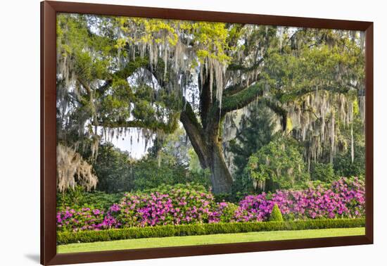 USA, North Carolina, Charleston., moss-covered tree and Azaleas-Hollice Looney-Framed Photographic Print