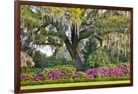 USA, North Carolina, Charleston., moss-covered tree and Azaleas-Hollice Looney-Framed Photographic Print