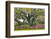 USA, North Carolina, Charleston., moss-covered tree and Azaleas-Hollice Looney-Framed Photographic Print