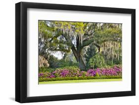 USA, North Carolina, Charleston., moss-covered tree and Azaleas-Hollice Looney-Framed Photographic Print