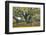 USA, North Carolina, Charleston., moss-covered tree and Azaleas-Hollice Looney-Framed Photographic Print