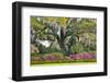 USA, North Carolina, Charleston., moss-covered tree and Azaleas-Hollice Looney-Framed Photographic Print