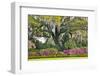 USA, North Carolina, Charleston., moss-covered tree and Azaleas-Hollice Looney-Framed Photographic Print